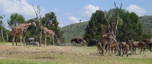 Giraffe Landscape