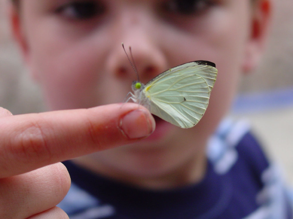 Drew looking at a butterfly we hatched