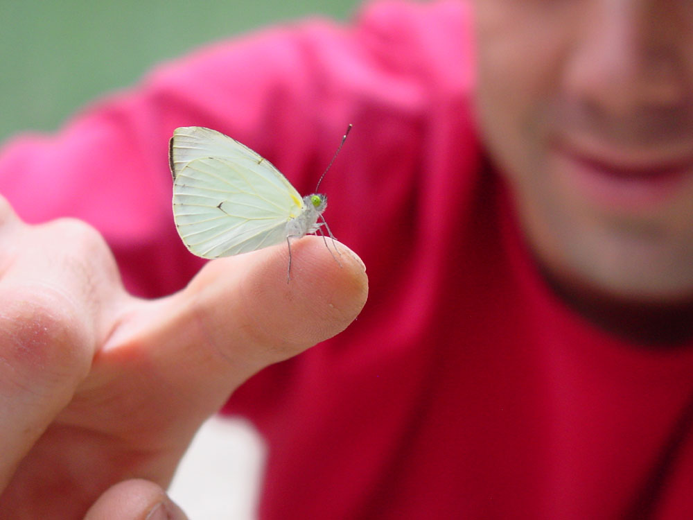 Tim holdng a butterfly we hatched