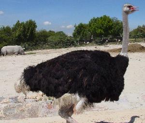 Ostrich
