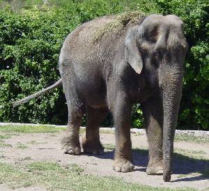 Oliphant
