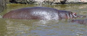 Hippo in water