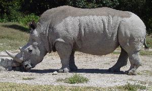 Rhino